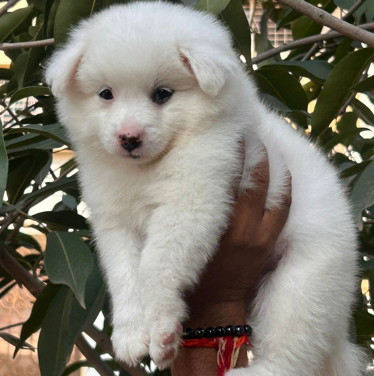 Purchase KCI Registered Pomeranian Puppy from Ahmedabad